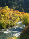 Buy Maples and Birches Along Blacksmith Fork River, Wasatch-Cache National Forest, Utah, USA at AllPosters.com
