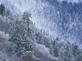 Buy Snow Covered Trees in Forest, Great Smoky Mountains National Park, Tennessee, USA at AllPosters.com