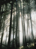 Buy Sunbeams Streaming Through Trees, Mt. Rainier National Park, Washington, USA at AllPosters.com