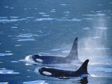 Buy Killer Whales Feeding in Johnstone Strait, British Columbia, Canada at AllPosters.com