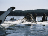 Humpback Whales, Frederick Sound, Alaska, USA