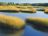 Buy Reeds Growing in Marsh, Maine, USA at AllPosters.com