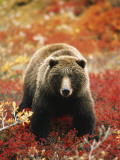 Grizzly Bear Standing Amongst Alpine Blueberries, Denali National Park, Alaska, USA Photographic Print
