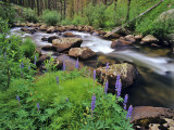 Lupine Along Jacobsen Creek in the Pioneer Range of Montana, USA