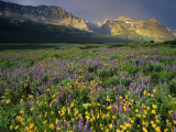 Prairie Wildflowers Near Lake Sherburne, Many Glacier Valley, Glacier National Park, Montana, USA