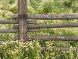 Buy Wild Chamomile Growing around Log Fence at AllPosters.com