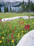 Boulders Amid Wildflowers, Ryder Lake, High Uintas Wilderness, Wasatch National Forest, Utah, USA
