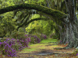 Coast Live Oaks and Azaleas Blossom, Magnolia Plantation, Charleston, South Carolina, USA