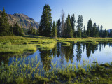 Buy Trees and Grass Reflecting in Pond, High Uintas Wilderness, Wasatch National Forest, Utah, USA at AllPosters.com