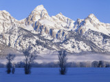 Buy Snowcapped Mountains and Bare Tree, Grand Teton National Park, Wyoming, USA at AllPosters.com
