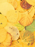 Wet Aspen Leaves in Autumn, Gunnison National Forest, Colorado, USA