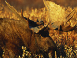 Bull Moose Standing Amongst Willow Bushes, Denali National Park, Alaska, USA Photographic Print