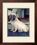 Baby Pug