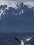Humpback Whale Breaching, Inside Passage, Alaska, USA