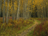 Buy Footpath Through Autumn Aspen Trees, San Isabel National Forest, Colorado, USA at AllPosters.com