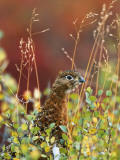 Willow Ptarmigan Amongst Tundra, Denali National Park, Alaska, USA