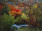 Buy Maples and Willows in Autumn, Blacksmith Fork Canyon, Bear River Range, National Forest, Utah at AllPosters.com