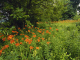 Buy Day Lilies Growing Along Edge of Woods, Louisville, Kentucky, USA at AllPosters.com