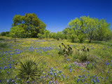 Buy Oak and Mesquite Tree with Bluebonnets, Low Bladderpod, Texas Hill Country, Texas, USA at AllPosters.com