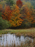 Buy Forest and Pond in Autumn, North Landgrove, Vermont, USA at AllPosters.com