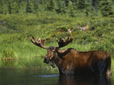 Bull Moose Wading in Tundra Pond, Denali National Park, Alaska, USA
