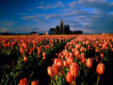 Commercial Field of Pink Tulips Near Mount Vernon, Washington, USA