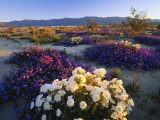 Buy Flowers Growing on Dessert Landscape, Sonoran Desert, Anza Borrego Desert State Park, California at AllPosters.com