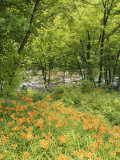 Buy Day Lily Flowers Growing Along Little Pigeon River, Great Smoky Mountains National Park, Tennessee at AllPosters.com
