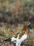 Willow Ptarmigan Amongst Tundra, Denali National Park, Alaska, USA