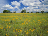 Buy Field of Flowers and Trees with Cloudy Sky, Texas Hill Country, Texas, USA at AllPosters.com