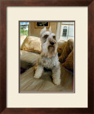 Schnauzer