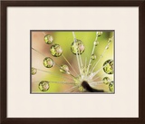 Buy Dandelion at AllPosters.com