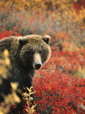 Grizzly Bear Standing Amongst Alpine Blueberries, Denali National Park, Alaska, USA Photographic Print