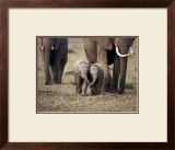Baby Elephant, Masa Mara, Kenya