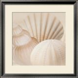 Buy Shells III at AllPosters.com