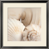 Buy Shells II at AllPosters.com