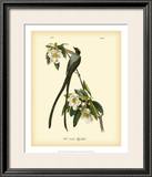 Fork-Tailed Flycatcher