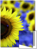 Sunflower Closeup