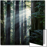 Sunbeams Coming Through Trees in a Redwood Forest