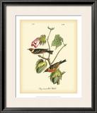 Bay Breasted Wood-Warbler
