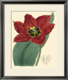 Elegant Tulips III