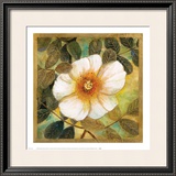 Buy White Magnolia II at AllPosters.com