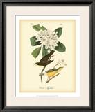 Canada Flycatcher