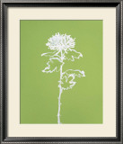 A Chrysanthemum I