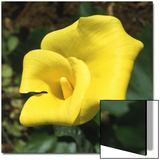 Calla Lily, Araceae Zantedeschia Elliottiana, Oregon