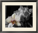 Buy Mayfair at AllPosters.com