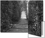 Path with Shrubs at the Boboli Gardens in Florence, Italy