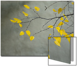 Yellow Autumnal Brich (Betula) Tree Limbs Against Gray Stucco Wall