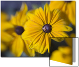 Close-Up of a Bee on Yellow Flower