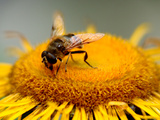 Close-Up of a Bee on a Yellow Flower